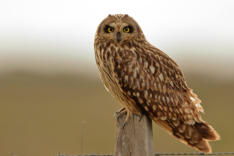 Hibou des marais en migration